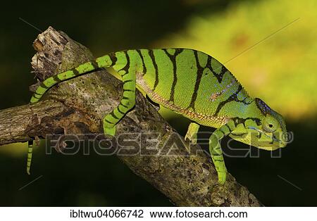 "Ambiky Chameleon (Furcifer timoni), female, in the rain forest of the Montagne d'Ambre, northern Madagascar, Madagascar, Africa" View Large Photo Image Stock Image - "Ambiky Chameleon (Furcifer timoni), female, in the rain forest of the Montagne d'Ambre, northern Madagascar, Madagascar, Africa". Fotosearch