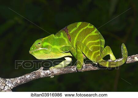 Stock Photograph - "Ambiky Chameleon (Furcifer timoni), extremely rare, with gestation colouration, Diana region, Madagascar, Africa". Fotosearch