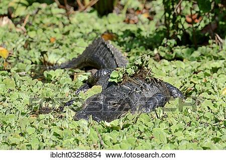 "American Alligator (Alligator mississippiensis) surrounded by Water Cabbage or Water Lettuce (Pistia stratiotes), Corkscrew Swamp Sanctuary, Florida, United States, North America" View Large Photo Image Picture - "American Alligator (Alligator mississippiensis) surrounded by Water Cabbage or Water Lettuce (Pistia stratiotes), Corkscrew Swamp Sanctuary, Florida, United States, North America". Fotosearch