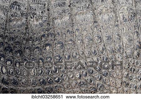 Stock Image - "American Alligator (Alligator mississippiensis), skin detail, Everglades National Park, Florida, United States, North America". Fotosearch