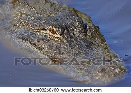 "American Alligator (Alligator mississippiensis) in the water, Everglades National Park, Florida, United States, North America" View Large Photo Image Stock Image - "American Alligator (Alligator mississippiensis) in the water, Everglades National Park, Florida, United States, North America". Fotosearch