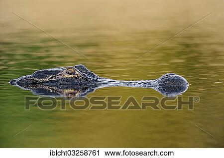 "American Alligator (Alligator mississippiensis) in the water, Everglades National Park, Florida, United States, North America" View Large Photo Image Stock Image - "American Alligator (Alligator mississippiensis) in the water, Everglades National Park, Florida, United States, North America". Fotosearch