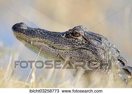 Stock Image - "American Alligator (Alligator mississippiensis), portrait, Everglades National Park, Florida, United States, North America". Fotosearch