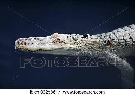 "American Alligator (Alligator mississippiensis), albino, captive, Everglades National Park, Florida, United States, North America" View Large Photo Image Stock Photo - "American Alligator (Alligator mississippiensis), albino, captive, Everglades National Park, Florida, United States, North America". Fotosearch
