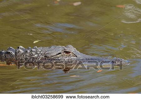 "American Alligator (Alligator mississippiensis) in the water, Everglades National Park, Florida, United States, North America" View Large Photo Image Stock Photo - "American Alligator (Alligator mississippiensis) in the water, Everglades National Park, Florida, United States, North America". Fotosearch