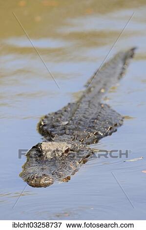 "American Alligator (Alligator mississippiensis) in the water, Everglades National Park, Florida, United States, North America" View Large Photo Image Stock Photo - "American Alligator (Alligator mississippiensis) in the water, Everglades National Park, Florida, United States, North America". Fotosearch