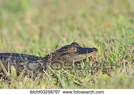 "American Alligator (Alligator mississippiensis), hatchling, Everglades National Park, Florida, United States, North America" View Large Photo Image Stock Photo - "American Alligator (Alligator mississippiensis), hatchling, Everglades National Park, Florida, United States, North America". Fotosearch