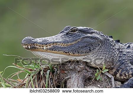 "American Alligator (Alligator mississippiensis), portrait, Everglades National Park, Florida, United States, North America" View Large Photo Image Stock Photo - "American Alligator (Alligator mississippiensis), portrait, Everglades National Park, Florida, United States, North America". Fotosearch