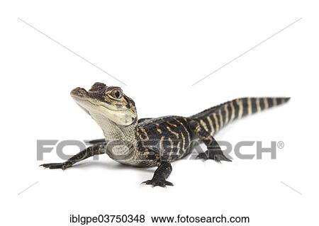 "American Alligator (Alligator mississippiensis), young" View Large Photo Image Stock Photo - "American Alligator (Alligator mississippiensis), young". Fotosearch