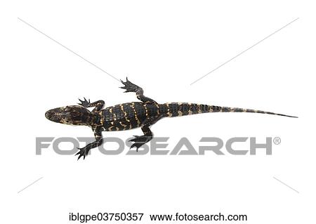 "American Alligator (Alligator mississippiensis), young" View Large Photo Image Stock Photo - "American Alligator (Alligator mississippiensis), young". Fotosearch