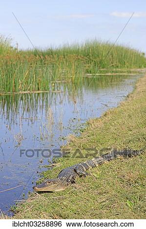 "American Alligator (Alligator mississippiensis), hatchling on the shore, Florida, United States, North America" View Large Photo Image Stock Photograph - "American Alligator (Alligator mississippiensis), hatchling on the shore, Florida, United States, North America". Fotosearch