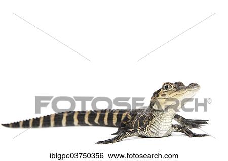 "American Alligator (Alligator mississippiensis), young" View Large Photo Image Stock Photograph - "American Alligator (Alligator mississippiensis), young". Fotosearch