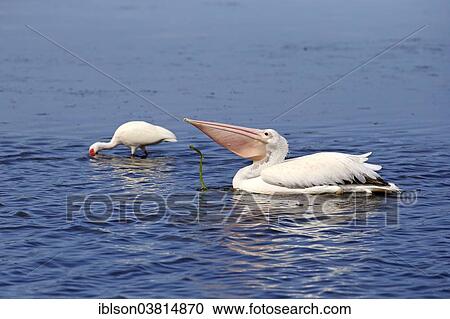 "American American White Pelican (Pelecanus erythrorhynchos), behind an American White Ibis (Eudocimus albus) foraging in water, Sanibel Island, Florida, USA" View Large Photo Image Stock Image - "American American White Pelican (Pelecanus erythrorhynchos), behind an American White Ibis (Eudocimus albus) foraging in water, Sanibel Island, Florida, USA". Fotosearch