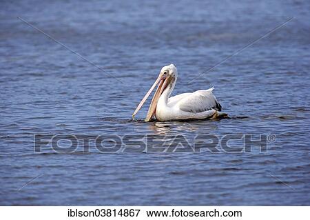 "American American White Pelican (Pelecanus erythrorhynchos), foraging in water, Sanibel Island, Florida, USA" View Large Photo Image Stock Photo - "American American White Pelican (Pelecanus erythrorhynchos), foraging in water, Sanibel Island, Florida, USA". Fotosearch