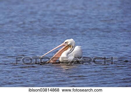 "American American White Pelican (Pelecanus erythrorhynchos), foraging in water, Sanibel Island, Florida, USA" View Large Photo Image Stock Photo - "American American White Pelican (Pelecanus erythrorhynchos), foraging in water, Sanibel Island, Florida, USA". Fotosearch
