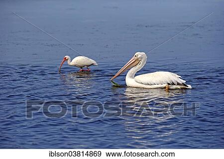 "American American White Pelican (Pelecanus erythrorhynchos), behind an American White Ibis (Eudocimus albus) foraging in water, Sanibel Island, Florida, USA" View Large Photo Image Stock Photo - "American American White Pelican (Pelecanus erythrorhynchos), behind an American White Ibis (Eudocimus albus) foraging in water, Sanibel Island, Florida, USA". Fotosearch