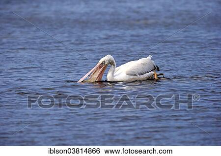 "American American White Pelican (Pelecanus erythrorhynchos), foraging in water, Sanibel Island, Florida, USA" View Large Photo Image Stock Photograph - "American American White Pelican (Pelecanus erythrorhynchos), foraging in water, Sanibel Island, Florida, USA". Fotosearch