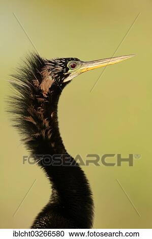 "American Anhinga or Snake-Bird (Anhinga anhinga), male, portrait, Everglades-Nationalpark, Florida, United States, North America" View Large Photo Image Stock Image - "American Anhinga or Snake-Bird (Anhinga anhinga), male, portrait, Everglades-Nationalpark, Florida, United States, North America". Fotosearch