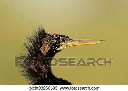 Stock Image - "American Anhinga or Snake-Bird (Anhinga anhinga), male, portrait, Everglades-Nationalpark, Florida, United States, North America". Fotosearch