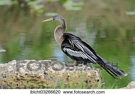 "American Anhinga or Snake-Bird (Anhinga anhinga), female, Everglades-Nationalpark, Florida, United States, North America" View Large Photo Image Stock Image - "American Anhinga or Snake-Bird (Anhinga anhinga), female, Everglades-Nationalpark, Florida, United States, North America". Fotosearch