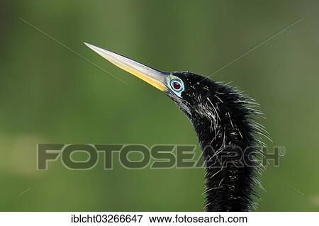 Stock Photo - "American Anhinga or Snake-Bird (Anhinga anhinga), male, portrait, Everglades-Nationalpark, Florida, United States, North America". Fotosearch