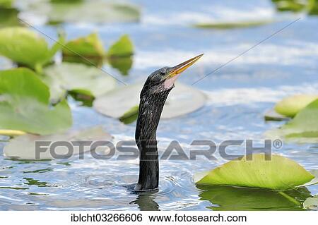 Stock Photograph - "American Anhinga or Snake-Bird (Anhinga anhinga), male, portrait, Everglades-Nationalpark, Florida, United States, North America". Fotosearch