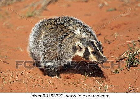 "American badger (Taxidea taxus), captive, Monument Valley, Utah, United States, North America" View Large Photo Image Stock Image - "American badger (Taxidea taxus), captive, Monument Valley, Utah, United States, North America". Fotosearch