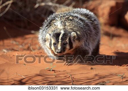 "American badger (Taxidea taxus), captive, Monument Valley, Utah, United States, North America" View Large Photo Image Stock Image - "American badger (Taxidea taxus), captive, Monument Valley, Utah, United States, North America". Fotosearch