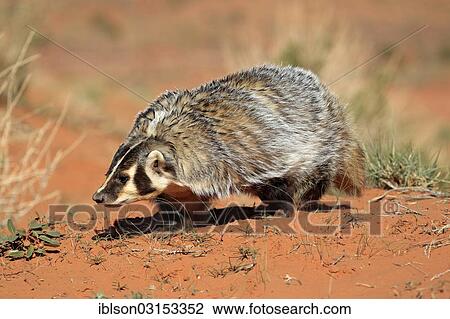 "American badger (Taxidea taxus), captive, Monument Valley, Utah, United States, North America" View Large Photo Image Stock Image - "American badger (Taxidea taxus), captive, Monument Valley, Utah, United States, North America". Fotosearch