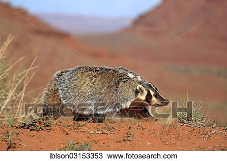 "American badger (Taxidea taxus), captive, Monument Valley, Utah, United States, North America" View Large Photo Image Stock Image - "American badger (Taxidea taxus), captive, Monument Valley, Utah, United States, North America". Fotosearch