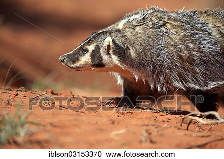 "American badger (Taxidea taxus), captive, Monument Valley, Utah, United States, North America" View Large Photo Image Stock Image - "American badger (Taxidea taxus), captive, Monument Valley, Utah, United States, North America". Fotosearch
