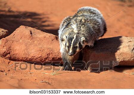 "American badger (Taxidea taxus), captive, Monument Valley, Utah, United States, North America" View Large Photo Image Stock Photo - "American badger (Taxidea taxus), captive, Monument Valley, Utah, United States, North America". Fotosearch