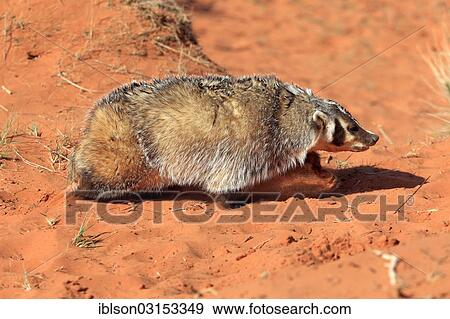 "American badger (Taxidea taxus), captive, Monument Valley, Utah, United States, North America" View Large Photo Image Stock Photo - "American badger (Taxidea taxus), captive, Monument Valley, Utah, United States, North America". Fotosearch