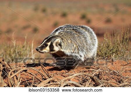 "American badger (Taxidea taxus), captive, Monument Valley, Utah, United States, North America" View Large Photo Image Stock Photo - "American badger (Taxidea taxus), captive, Monument Valley, Utah, United States, North America". Fotosearch