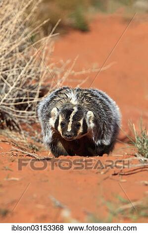 "American badger (Taxidea taxus), captive, Monument Valley, Utah, United States, North America" View Large Photo Image Stock Photo - "American badger (Taxidea taxus), captive, Monument Valley, Utah, United States, North America". Fotosearch
