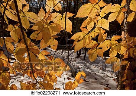 "American Beech (Fagus grandifolia), close-up of leaves, in autumn colour, growing in snow covered woodland, Taconic Parkway, New York State, USA" View Large Photo Image Stock Image - "American Beech (Fagus grandifolia), close-up of leaves, in autumn colour, growing in snow covered woodland, Taconic Parkway, New York State, USA". Fotosearch