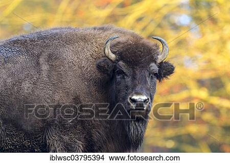 Picture - "American Bison (Bison bison), Daun Wildlife Park, Vulkan Eifel region, Rhineland-Palatinate, Germany, Europe". Fotosearch
