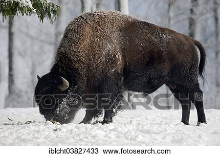 "American Bison or American Buffalo (Bison bison), bull in winter, captive, Germany, Europe" View Large Photo Image Stock Image - "American Bison or American Buffalo (Bison bison), bull in winter, captive, Germany, Europe". Fotosearch