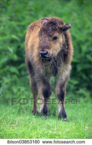"American Bison or American Buffalo (Bison bison), calf, Germany, Europe" View Large Photo Image Stock Image - "American Bison or American Buffalo (Bison bison), calf, Germany, Europe". Fotosearch