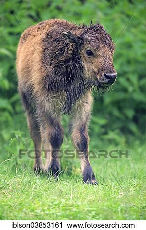 "American Bison or American Buffalo (Bison bison), calf, Germany, Europe" View Large Photo Image Stock Image - "American Bison or American Buffalo (Bison bison), calf, Germany, Europe". Fotosearch