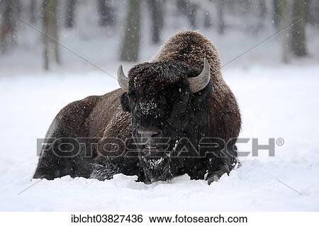 "American Bison or American Buffalo (Bison bison), bull in winter, captive, Germany, Europe" View Large Photo Image Stock Photograph - "American Bison or American Buffalo (Bison bison), bull in winter, captive, Germany, Europe". Fotosearch