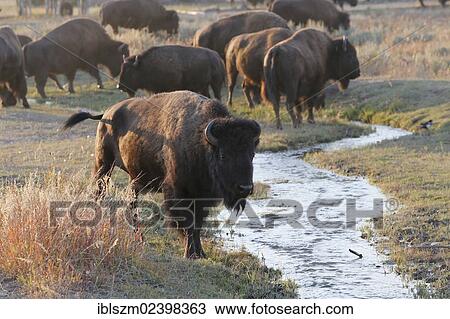"American bisons (Bison bison), Grand Teton National Park, Wyoming, USA" View Large Photo Image Stock Image - "American bisons (Bison bison), Grand Teton National Park, Wyoming, USA". Fotosearch