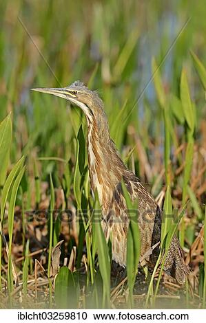 "American Bittern (Botaurus lentiginosus), Everglades National Park, Florida, United States, North America" View Large Photo Image Stock Image - "American Bittern (Botaurus lentiginosus), Everglades National Park, Florida, United States, North America". Fotosearch
