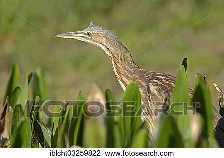 "American Bittern (Botaurus lentiginosus), Everglades National Park, Florida, United States, North America" View Large Photo Image Stock Image - "American Bittern (Botaurus lentiginosus), Everglades National Park, Florida, United States, North America". Fotosearch