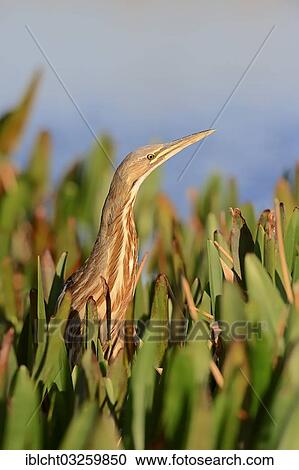 Stock Image - "American Bittern (Botaurus lentiginosus), Everglades National Park, Florida, United States, North America". Fotosearch