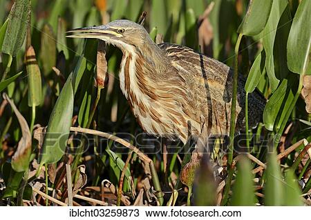 "American Bittern (Botaurus lentiginosus), Everglades National Park, Florida, United States, North America" View Large Photo Image Stock Image - "American Bittern (Botaurus lentiginosus), Everglades National Park, Florida, United States, North America". Fotosearch