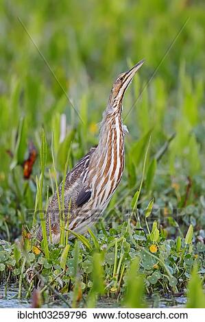 "American Bittern (Botaurus lentiginosus), Everglades National Park, Florida, United States, North America" View Large Photo Image Stock Photograph - "American Bittern (Botaurus lentiginosus), Everglades National Park, Florida, United States, North America". Fotosearch