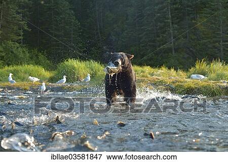 "American Black Bear (Ursus americanus) fishing for salmon, Valdez, Alaska, United States, North America" View Large Photo Image Stock Photo - "American Black Bear (Ursus americanus) fishing for salmon, Valdez, Alaska, United States, North America". Fotosearch