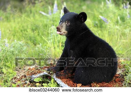 Stock Image - "American Black Bear (Ursus americanus), cub, six months, captive, Montana, United States, North America". Fotosearch