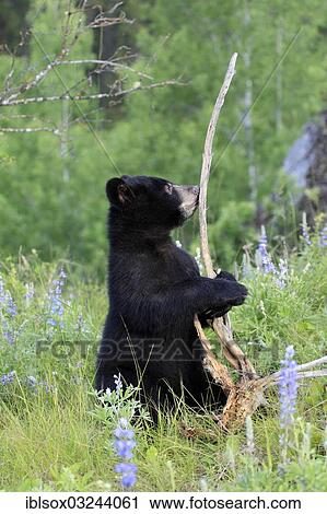 "American Black Bear (Ursus americanus), cub, six months, captive, Montana, United States, North America" View Large Photo Image Stock Image - "American Black Bear (Ursus americanus), cub, six months, captive, Montana, United States, North America". Fotosearch